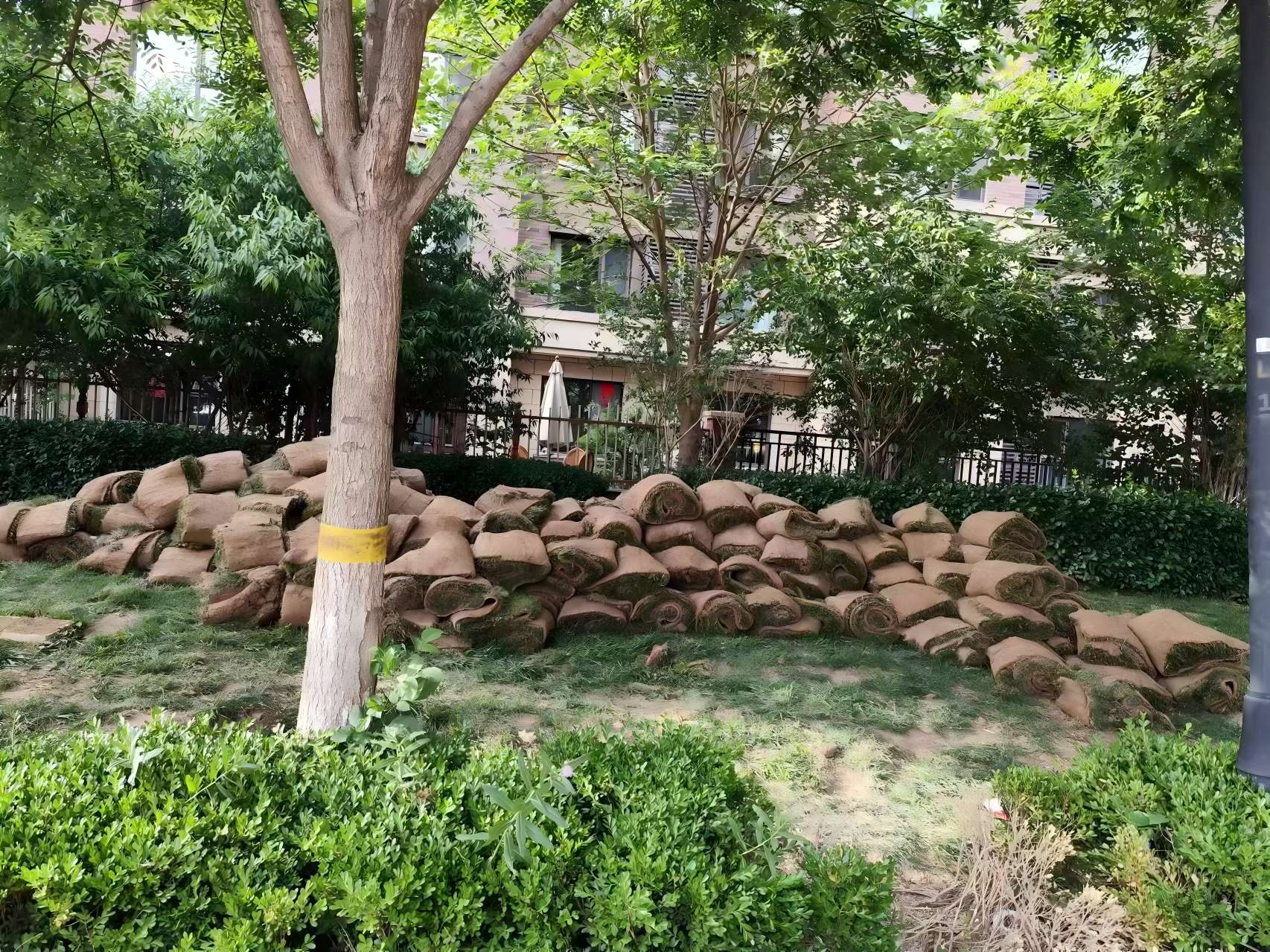 天津綠化養護之某小區鹽（yán）堿地（dì）治（zhì）理（lǐ）方案