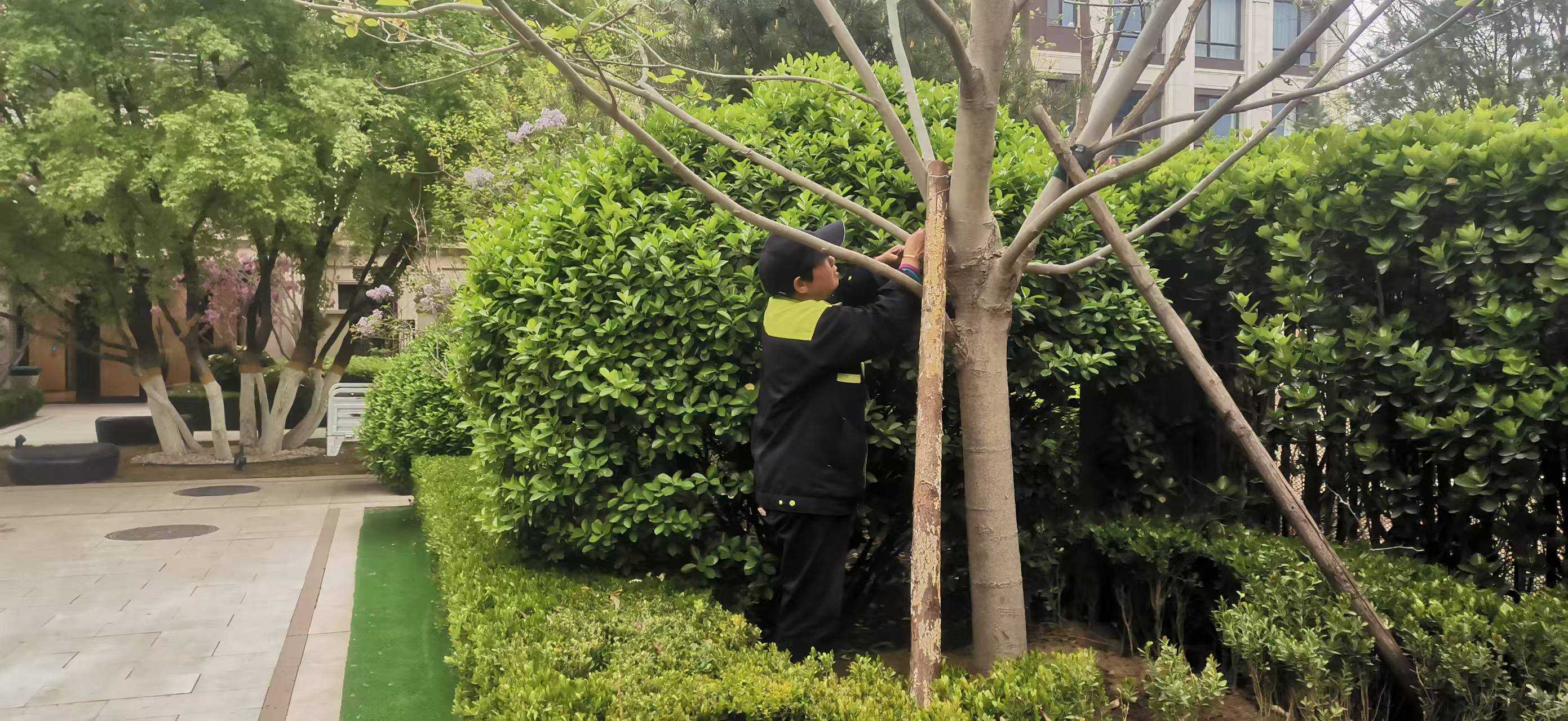 北京將出現10級以上大（dà）風，園林綠化養護（hù）如何提（tí）前防範風險